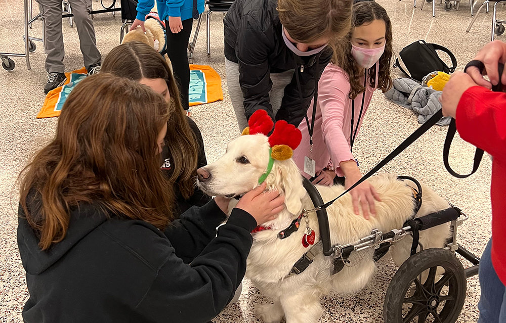 Hudson Valley Paws For A Cause registered therapy dog Ivy Grace greets students.